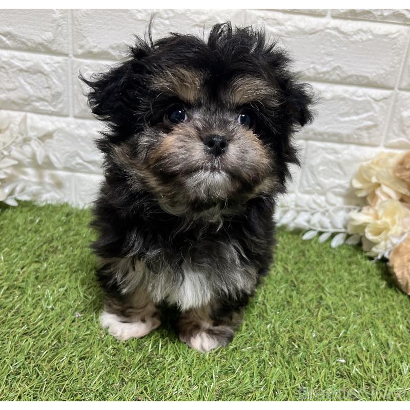 成約済の福岡県のチワマル:チワワ×マルチーズ-437197の3枚目