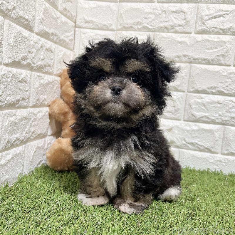 成約済の福岡県のチワマル:チワワ×マルチーズ-437197の2枚目