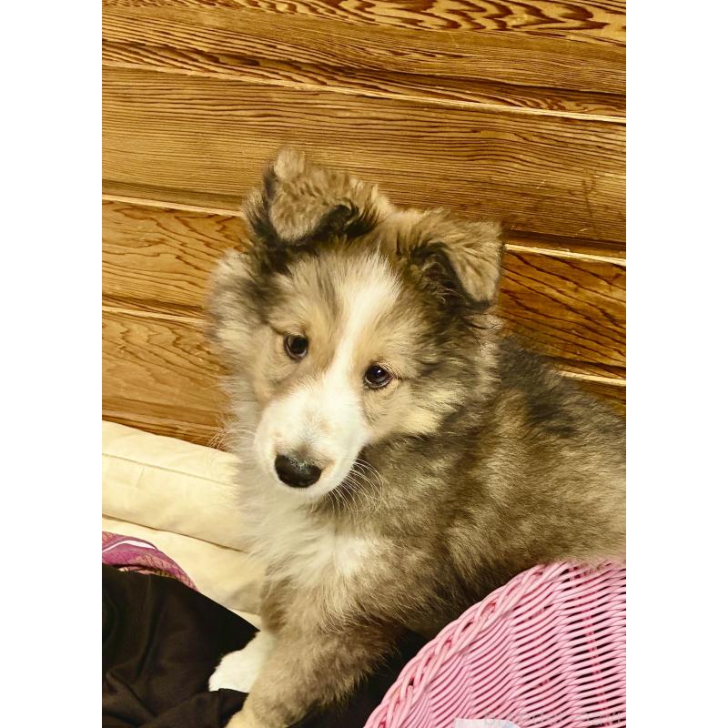 販売中の静岡県のシェットランドシープドッグ(シェルティ)-447225