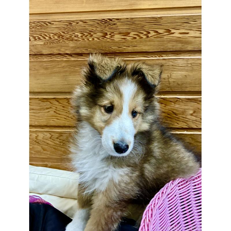 販売中の静岡県のシェットランドシープドッグ(シェルティ)-447225の4枚目