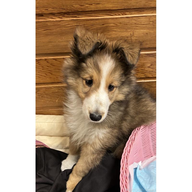 販売中の静岡県のシェットランドシープドッグ(シェルティ)-447225の3枚目