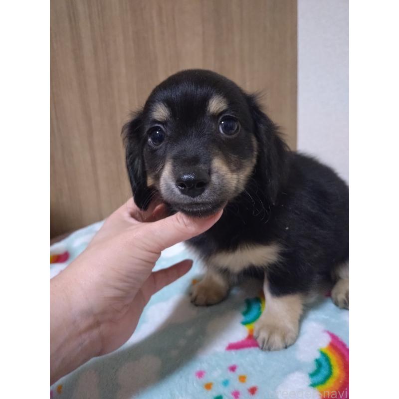 販売中の福岡県のチワックス:チワワ×ミニチュアダックスフンド-447871の4枚目