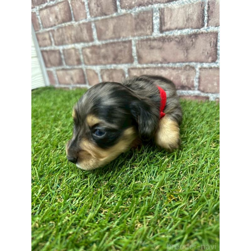 販売中の三重県のミニチュアダックスフンド(ロングヘアード)-447872の5枚目