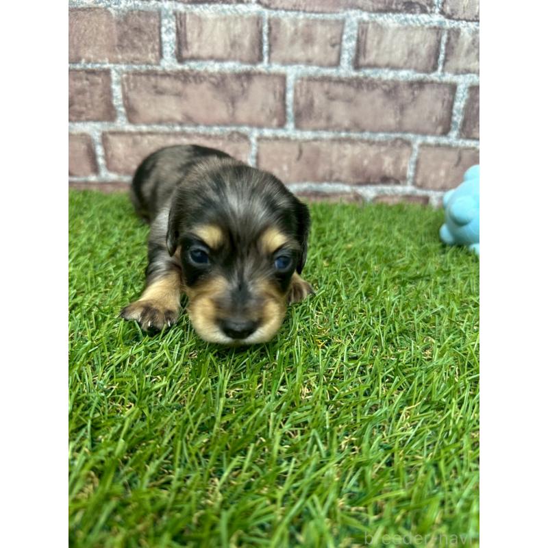 販売中の三重県のミニチュアダックスフンド(ロングヘアード)-447872の4枚目