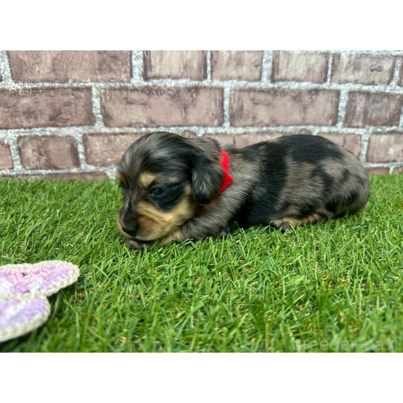 販売中の三重県のミニチュアダックスフンド(ロングヘアード)-447872の3枚目