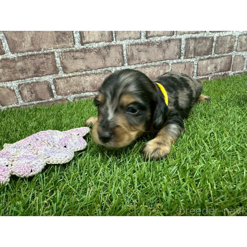 販売中の三重県のミニチュアダックスフンド(ロングヘアード)-447873の4枚目