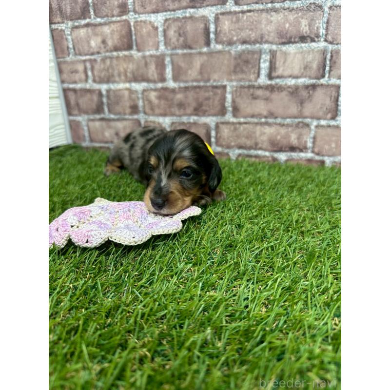 販売中の三重県のミニチュアダックスフンド(ロングヘアード)-447873の3枚目