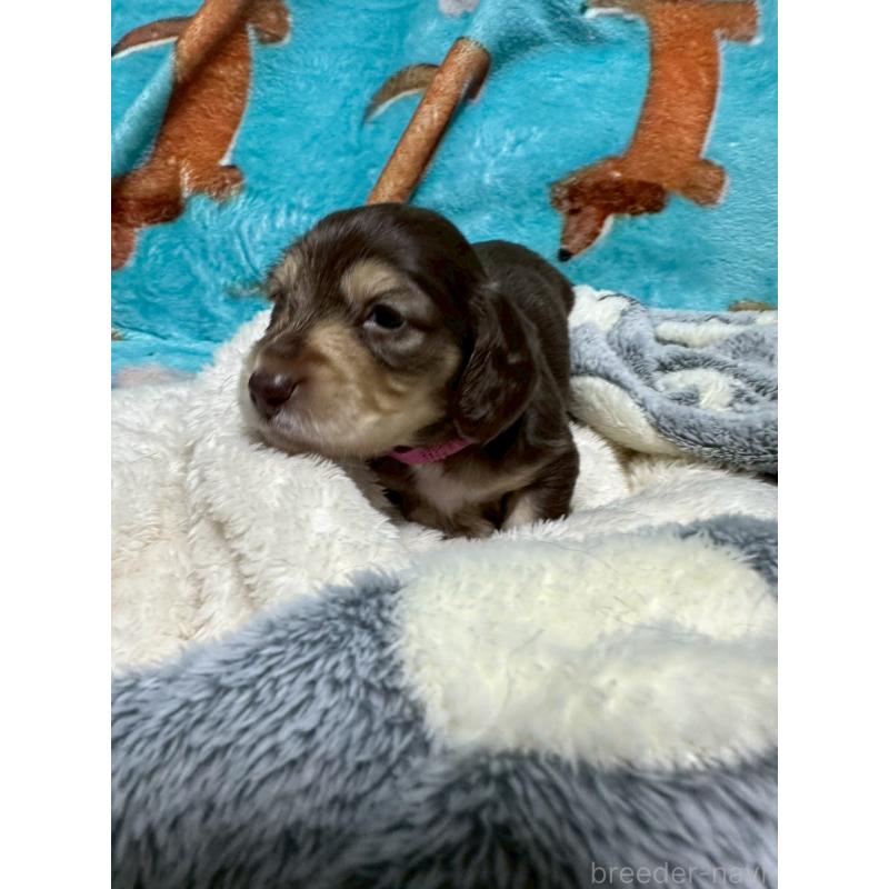 販売中の三重県のミニチュアダックスフンド(ロングヘアード)-447875の6枚目