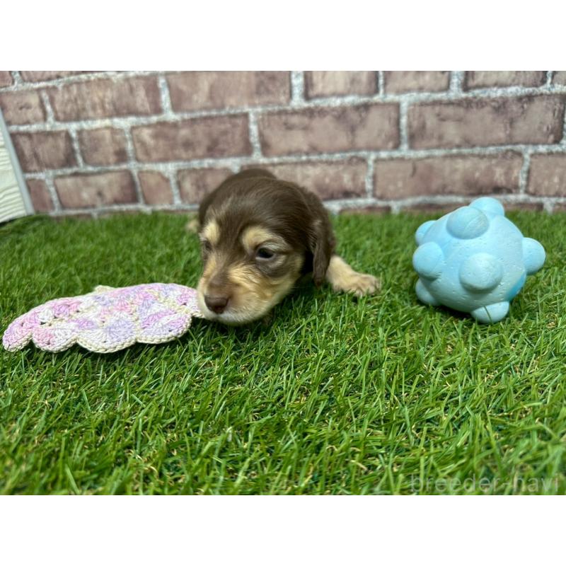 販売中の三重県のミニチュアダックスフンド(ロングヘアード)-447875の5枚目