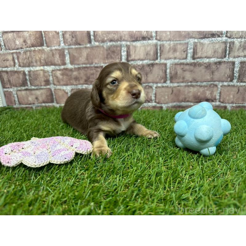 販売中の三重県のミニチュアダックスフンド(ロングヘアード)-447875の2枚目