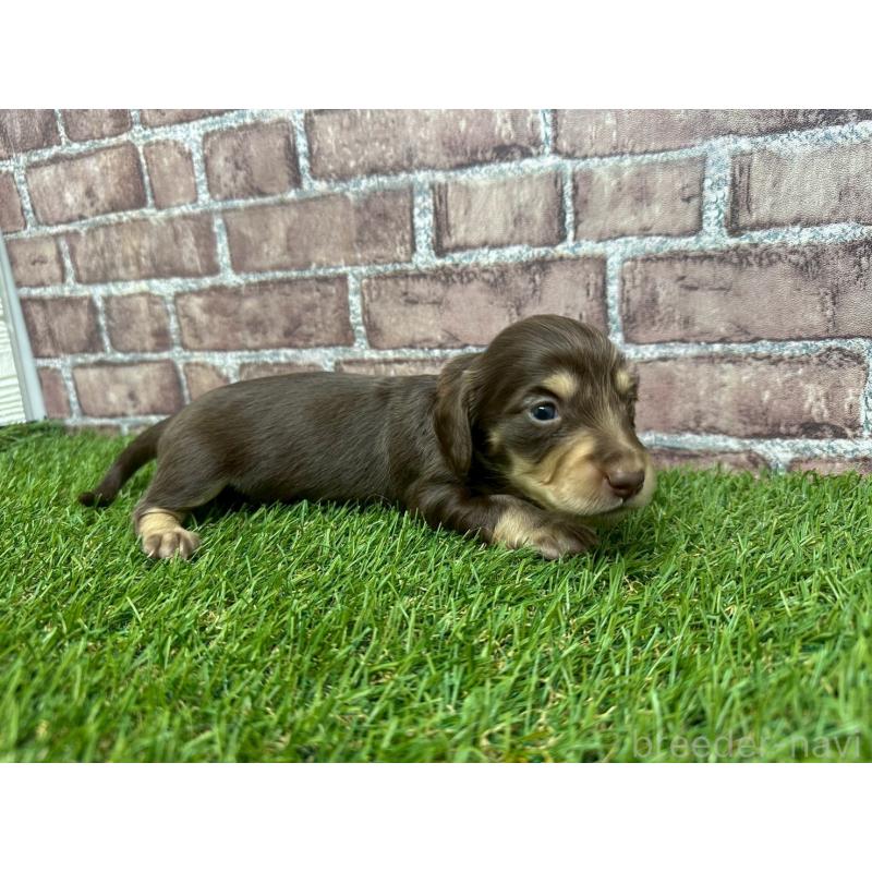 販売中の三重県のミニチュアダックスフンド(ロングヘアード)-447876の4枚目