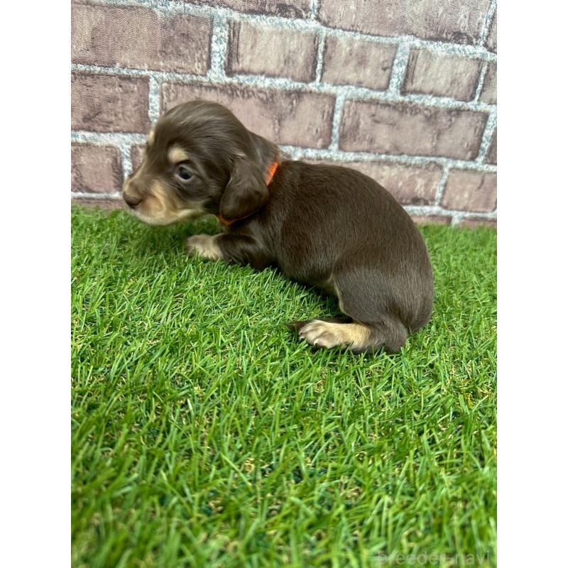 販売中の三重県のミニチュアダックスフンド(ロングヘアード)-447876の2枚目