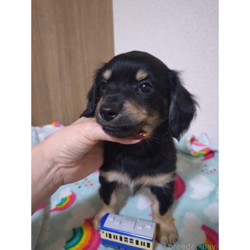 販売中の福岡県のチワックス:チワワ×ミニチュアダックスフンド-447878の4枚目