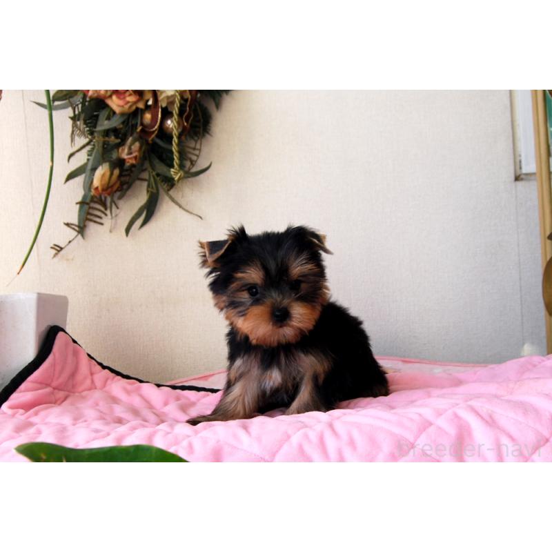 販売中の兵庫県のヨークシャーテリア-447881の5枚目