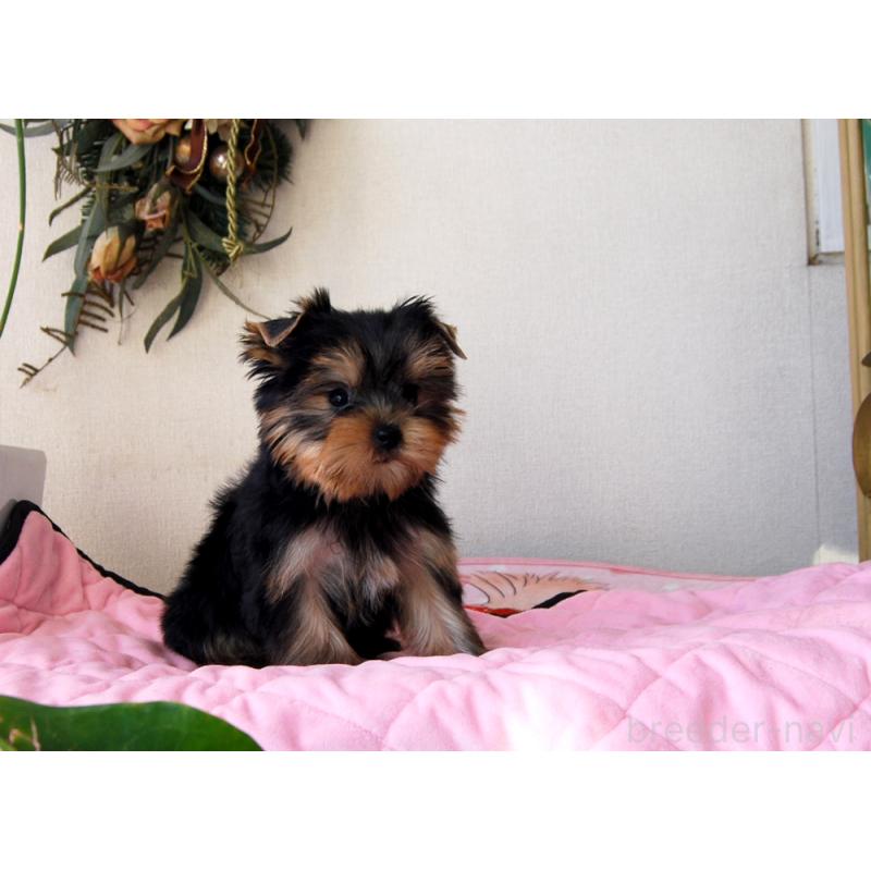 販売中の兵庫県のヨークシャーテリア-447881の4枚目