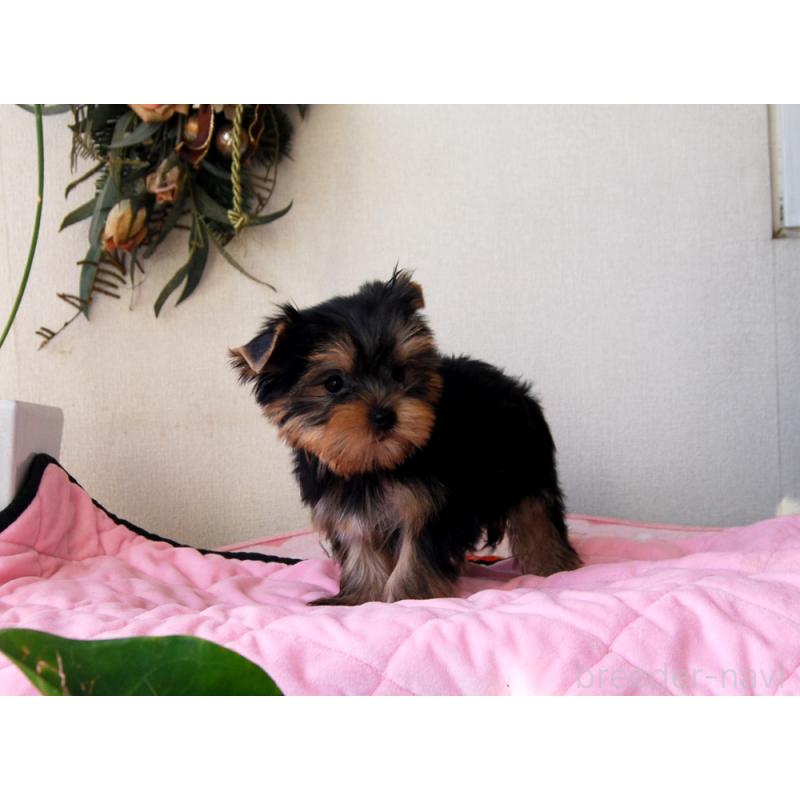 販売中の兵庫県のヨークシャーテリア-447881の3枚目