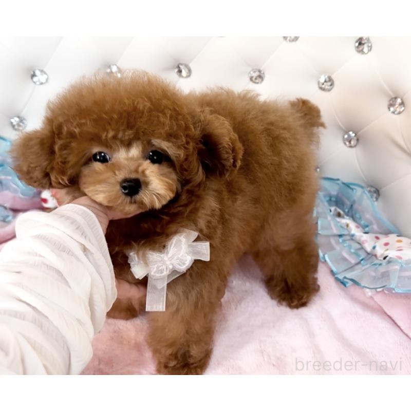 販売中の徳島県のティーカッププードル-438775の5枚目