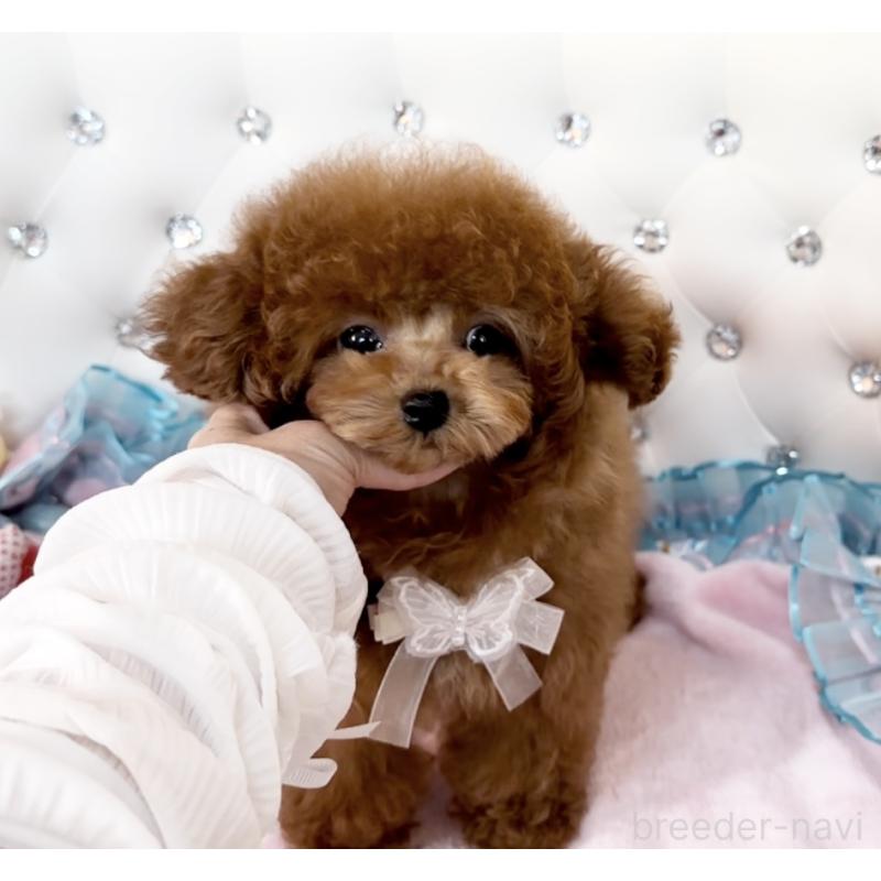 販売中の徳島県のティーカッププードル-438775の4枚目