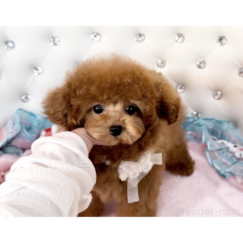 販売中の徳島県のティーカッププードル-438775の2枚目