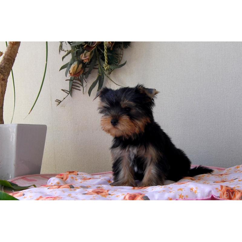 販売中の兵庫県のヨークシャーテリア-447882の5枚目