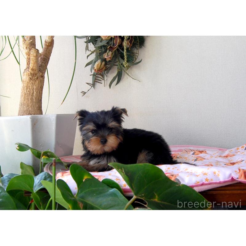 販売中の兵庫県のヨークシャーテリア-447882の4枚目