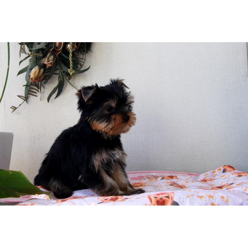 販売中の兵庫県のヨークシャーテリア-447882の2枚目