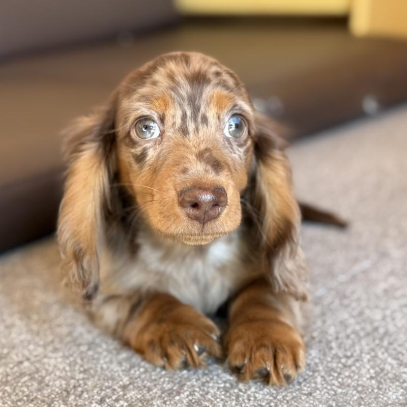 販売中の埼玉県のミニチュアダックスフンド(ロングヘアード)-439243の13枚目