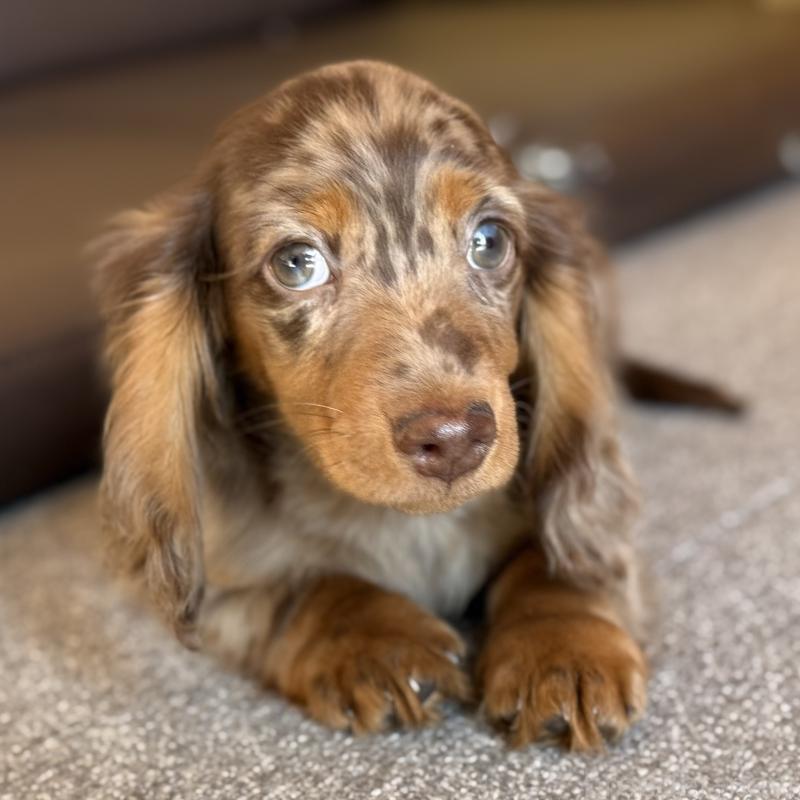 販売中の埼玉県のミニチュアダックスフンド(ロングヘアード)-439243の12枚目