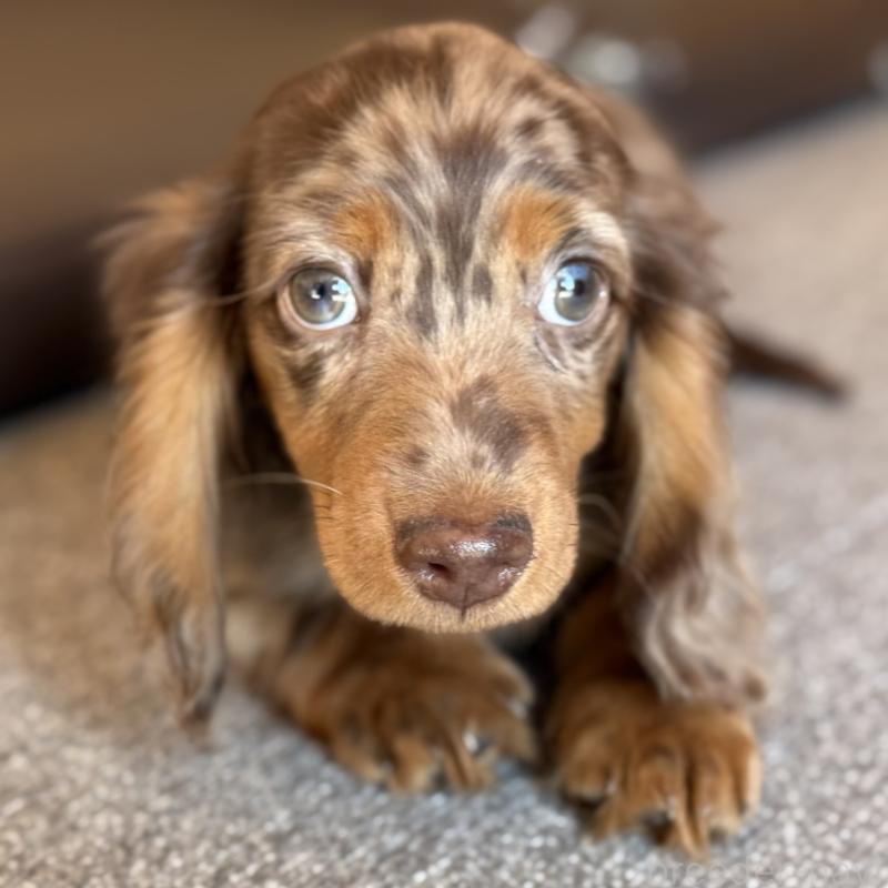 販売中の埼玉県のミニチュアダックスフンド(ロングヘアード)-439243の10枚目