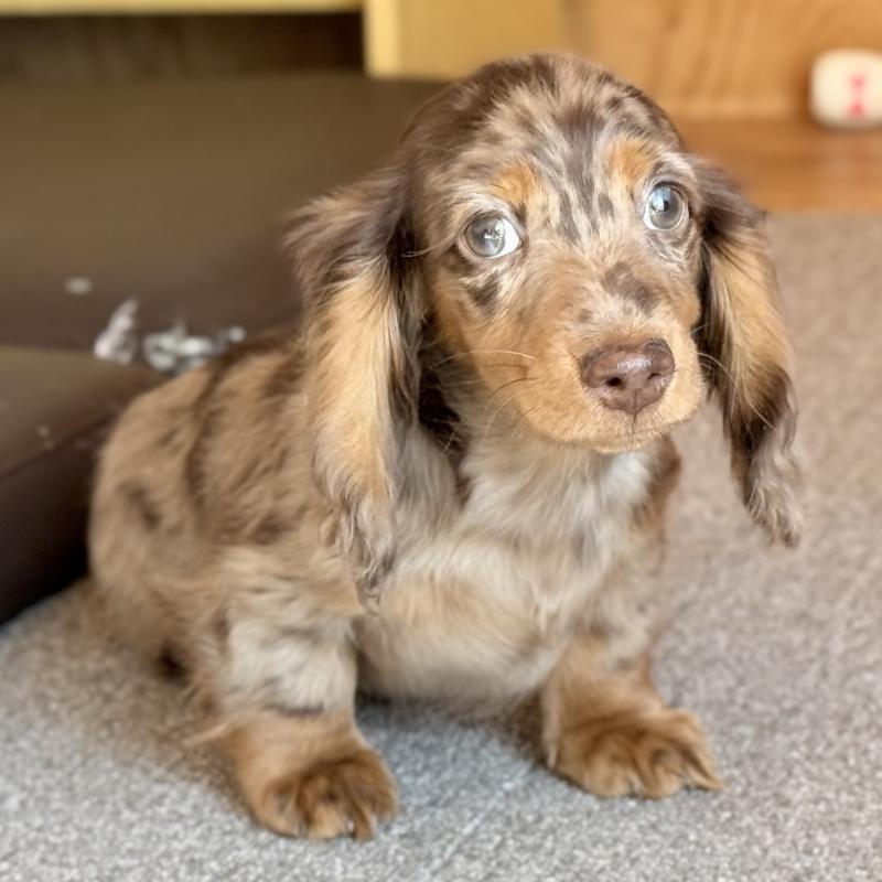 販売中の埼玉県のミニチュアダックスフンド(ロングヘアード)-439243の8枚目