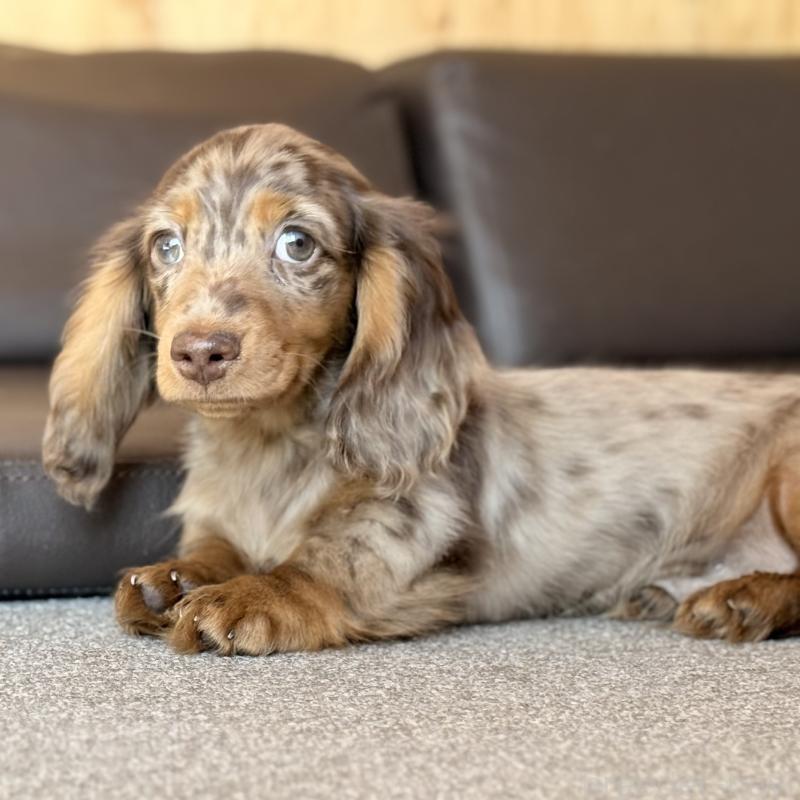 販売中の埼玉県のミニチュアダックスフンド(ロングヘアード)-439243の7枚目