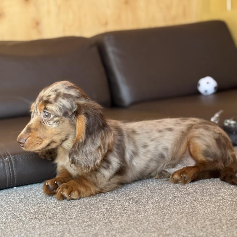 販売中の埼玉県のミニチュアダックスフンド(ロングヘアード)-439243の6枚目