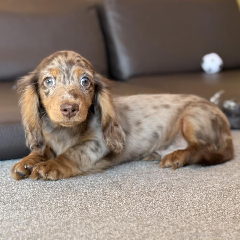 販売中の埼玉県のミニチュアダックスフンド(ロングヘアード)-439243の4枚目