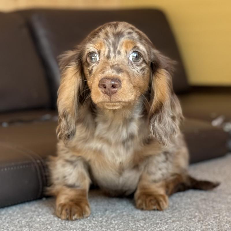 販売中の埼玉県のミニチュアダックスフンド(ロングヘアード)-439243の3枚目