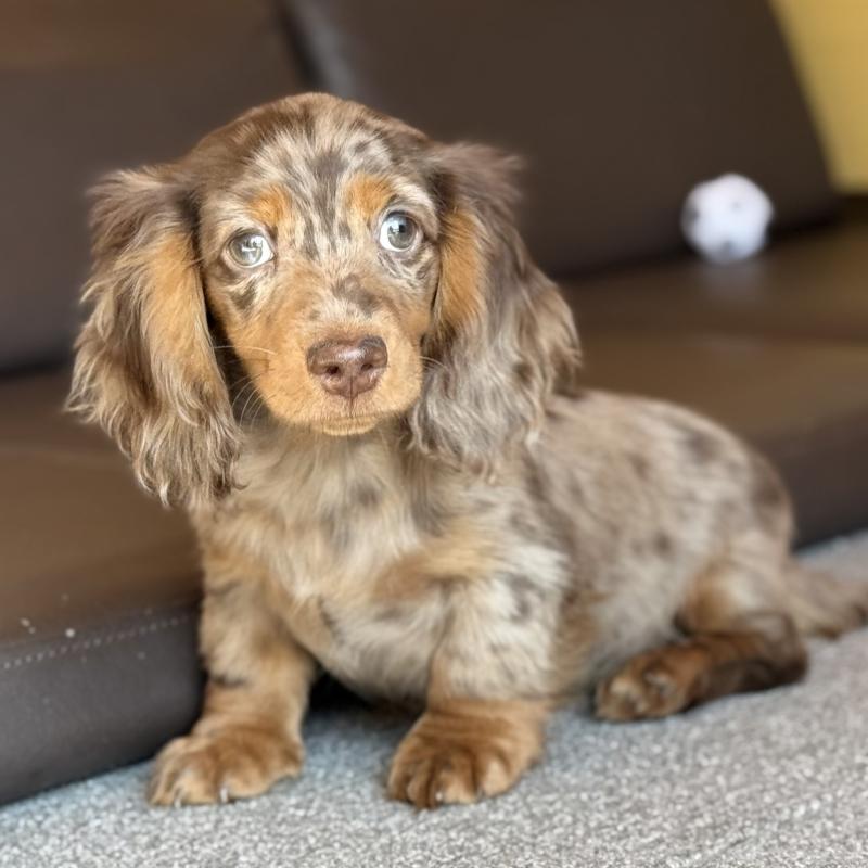 販売中の埼玉県のミニチュアダックスフンド(ロングヘアード)-439243の1枚目