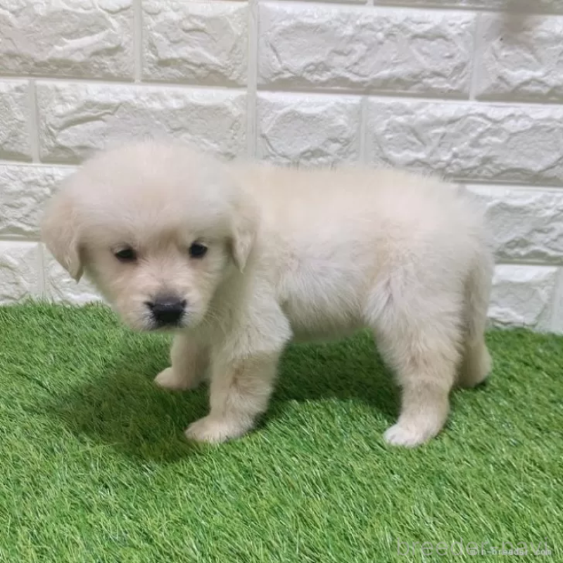 販売中の愛知県のゴールデンレトリーバー-444458