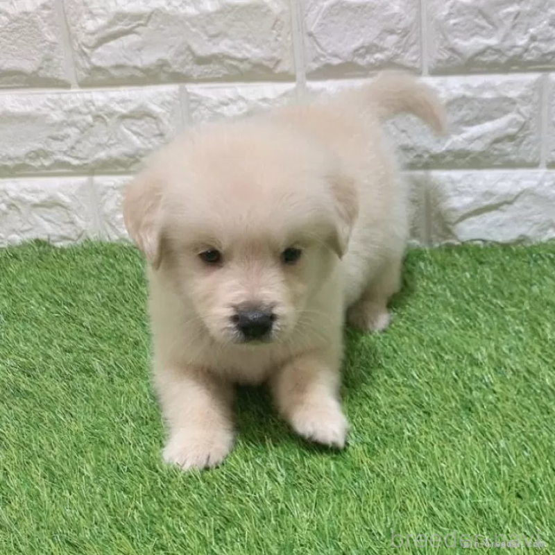 販売中の愛知県のゴールデンレトリーバー-444475