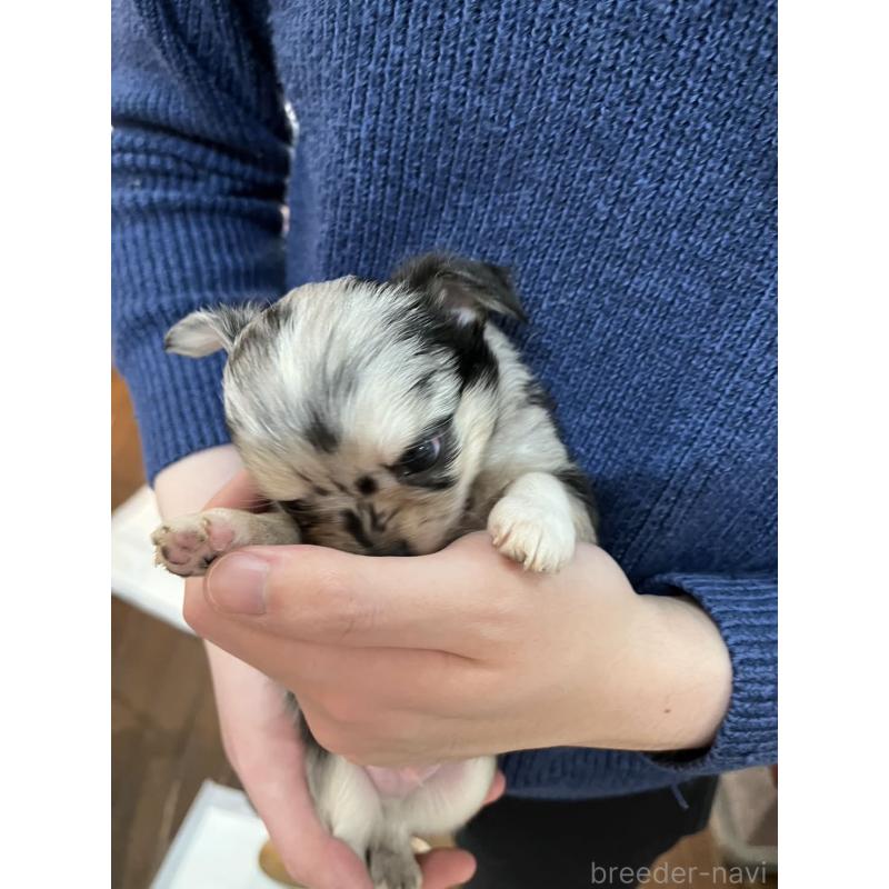 販売中の兵庫県のチワワ(ロングコート)-448853の4枚目