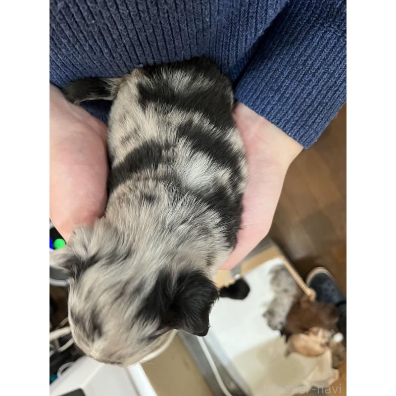 販売中の兵庫県のチワワ(ロングコート)-448853の3枚目