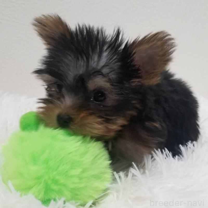 販売中の千葉県のヨークシャーテリア-447884の1枚目