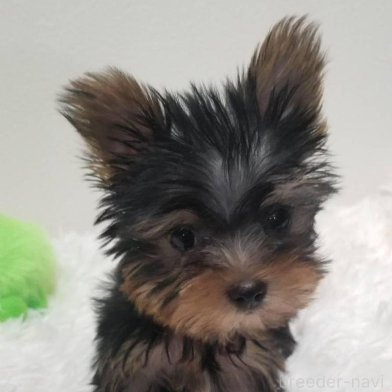 販売中の千葉県のヨークシャーテリア-447884の4枚目
