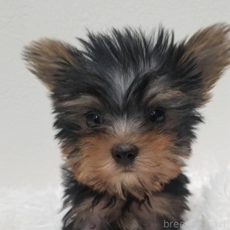 販売中の千葉県のヨークシャーテリア-447884の2枚目