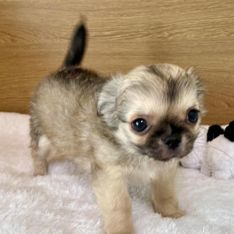 販売中の栃木県のミックス犬-447885の1枚目