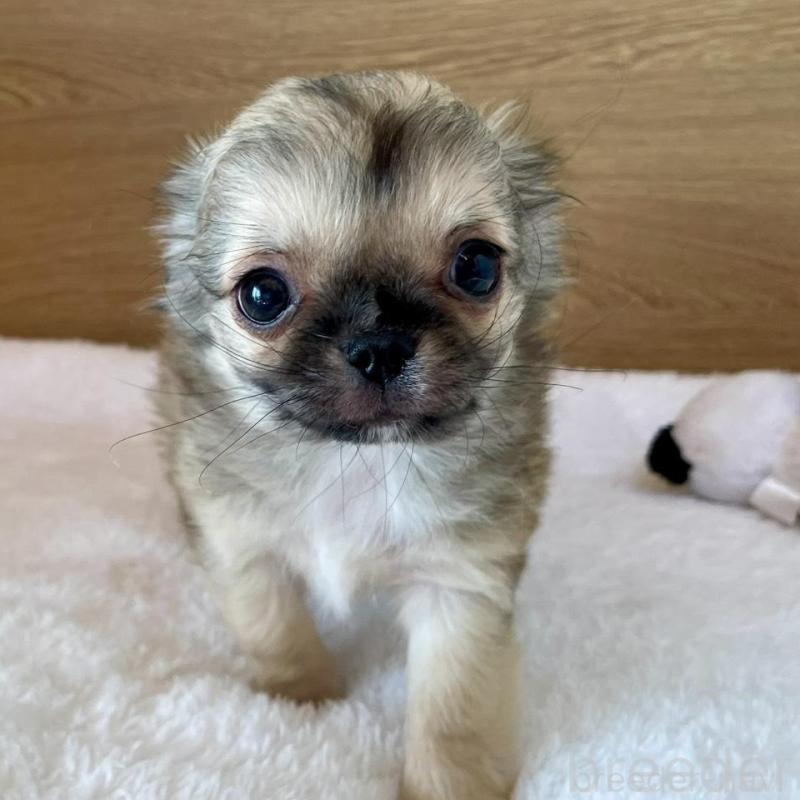 販売中の栃木県のミックス犬-447885の6枚目