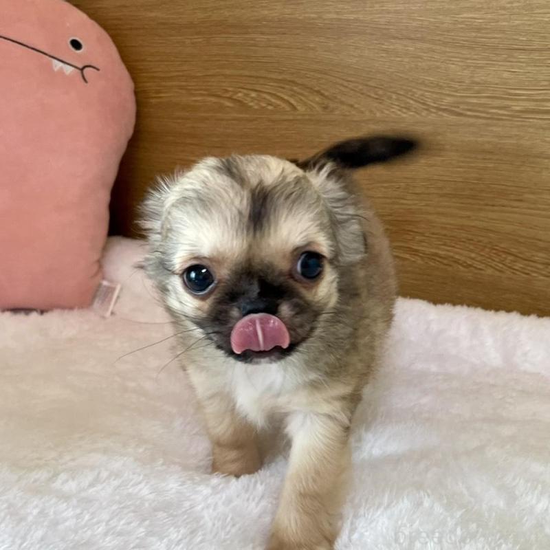 販売中の栃木県のミックス犬-447885の5枚目