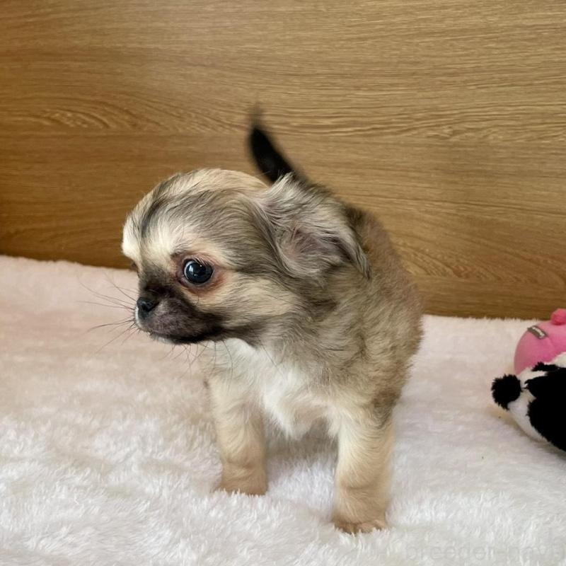 販売中の栃木県のミックス犬-447885の4枚目