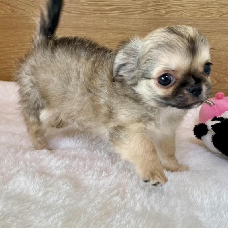 販売中の栃木県のミックス犬-447885の3枚目