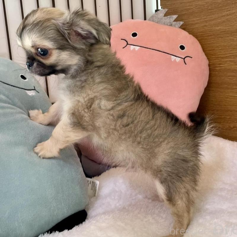 販売中の栃木県のミックス犬-447885の2枚目