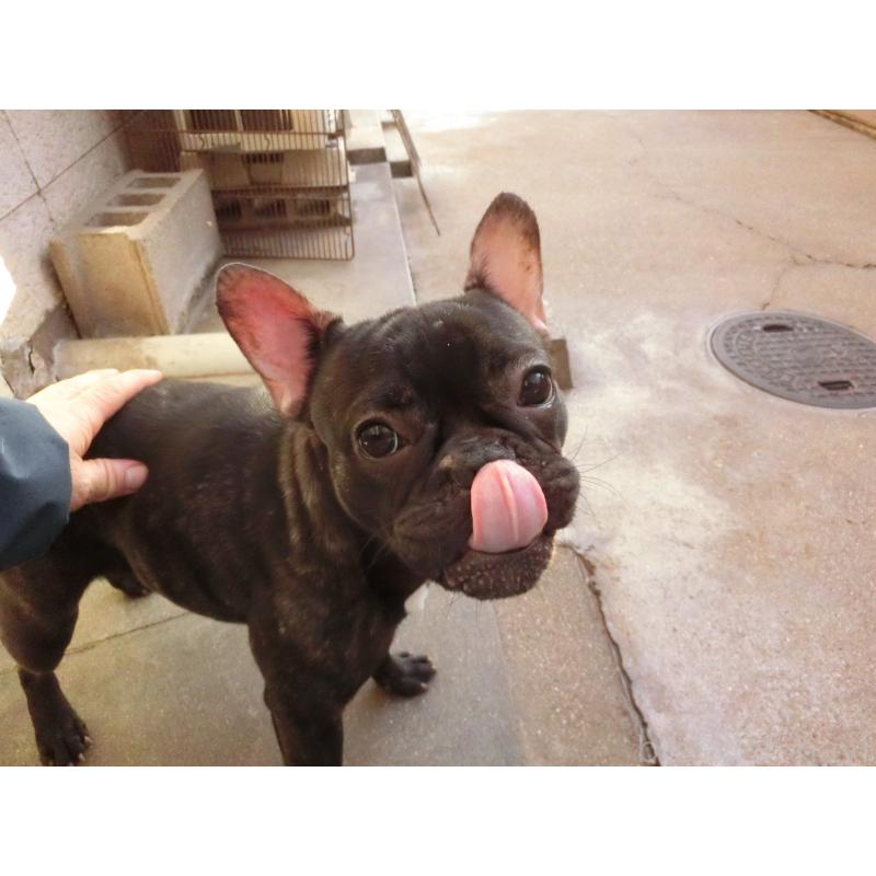 販売中の兵庫県のフレンチブルドッグ-398917の8枚目