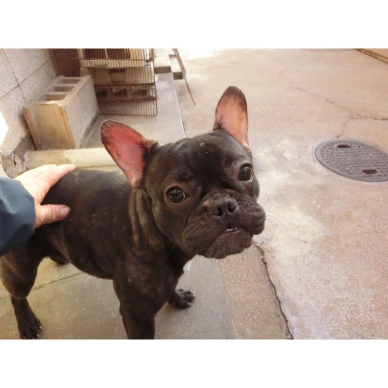 販売中の兵庫県のフレンチブルドッグ-398917の7枚目